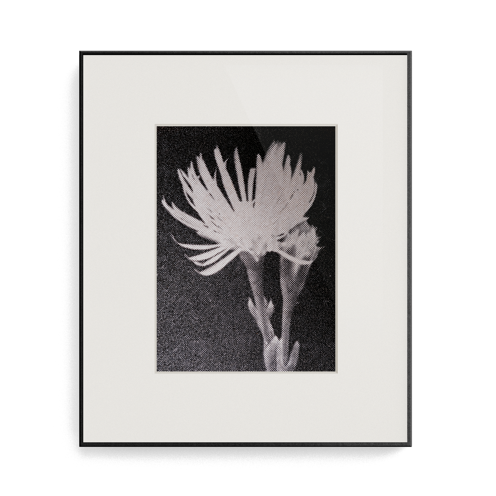 Suite Exotica Osmium N°1