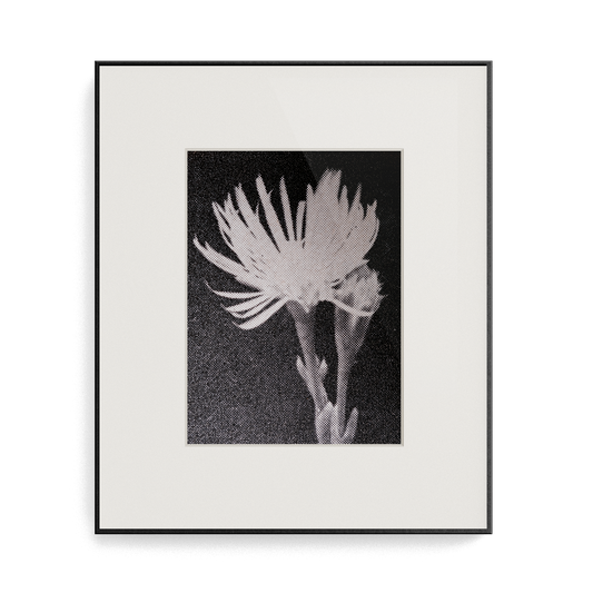 Suite Exotica Osmium (No. 1) photo print