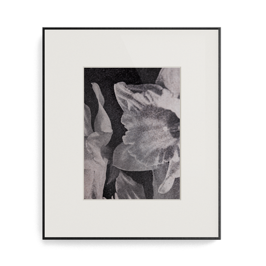 Suite Exotica Osmium (No. 3) photo print