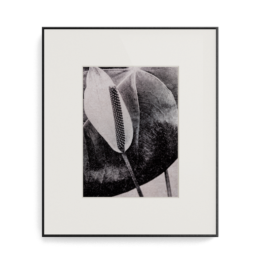 Suite Exotica Osmium (No. 4) photo print