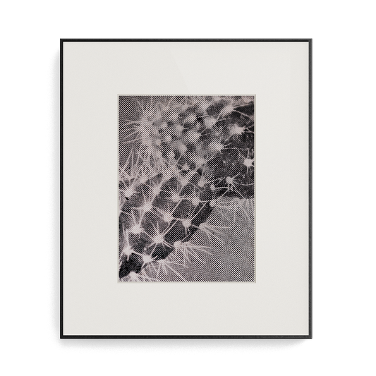 Suite Exotica Osmium (No. 5) photo print