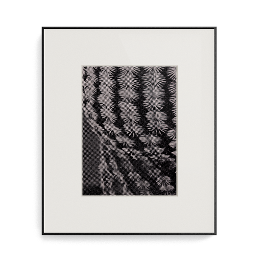 Suite Exotica Osmium (No. 6) photo print